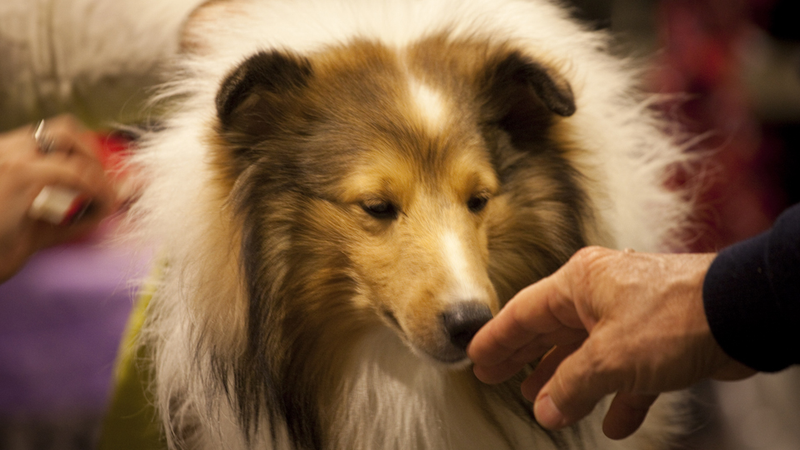 Illustration for article titled Elegant Updos and Classy Coats at the Westminster Dog Show